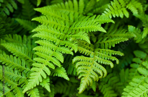 Photo: Green fresh fern Green fresh fern