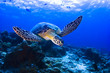 Green Seaturtle swimming over the reef in Pulau Sipadan