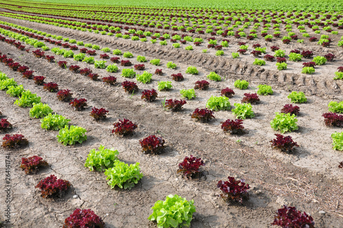 Photo: Feld mit Salat Feld mit Salat