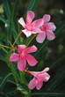 Laurier rose, 2010