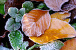Background from autumn leaves Background from autumn leaves