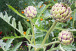 Green flowers