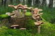 Gypsy Mushroom (Cortinarius caperatus) on a tree trunk. Gypsy Mushroom (Cortinarius caperatus) on a tree trunk.