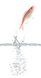 Fish escaping