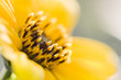 Macro Macro