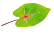 A beautiful lush green and red leaf. Isolated over white with cl A beautiful lush green and red leaf. Isolated over white with cl