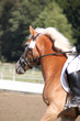 Foto: Pferd und Reiterin beim Reitturnier - Hochformat Pferd und Reiterin beim Reitturnier - Hochformat
