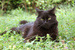 Chaton