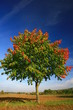 Photo: Herbstfarben Herbstfarben