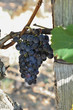 Vignoble de Cahors--