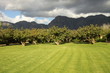 Plantage im Weinanbaugebiet Cape Winelands