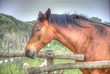Cavallo vicino ad una staccionata