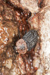 Red-breasted carrion beetle (Oiceoptoma thoracicum)
