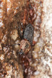 Red-breasted carrion beetle (Oiceoptoma thoracicum)
