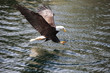 Eagle Fishing