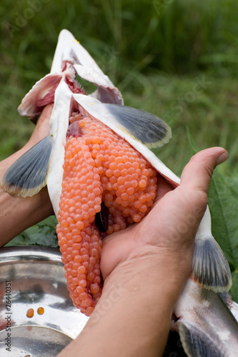 Photo: Cutting up fresh-caught salmon (Pink Salmon) Cutting up fresh-caught salmon (Pink Salmon)