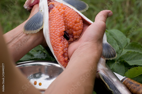 Photo: Cutting up fresh-caught salmon (Pink Salmon) Cutting up fresh-caught salmon (Pink Salmon)