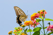 Photo: Colorful swallowtail butterfly flying and feeding on flowers Colorful swallowtail butterfly flying and feeding on flowers