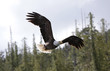 Bald Eagle in Flight