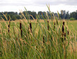 Cattails and reed canary grass Cattails and reed canary grass
