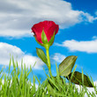 Red rose and clouds