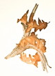 autumn detail