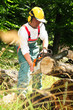 Waldarbeit mit Kettensäge