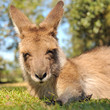 Resting kangaroo with closed eyes