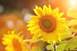 Foto: Sunflower Sunflower