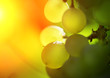 Bunch of grapes