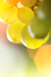 Bunch of green grapes, closeup. Bunch of green grapes, closeup.