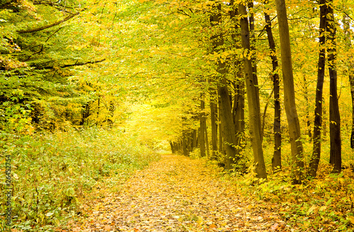 Photo: Forest Forest