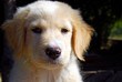 Cucciolo di Labrador 022