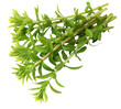 Rice Paddy Herb