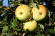 Reife Äpfel am Baum