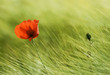 Poppy
