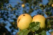 Äpfel am Baum