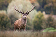 cerf cervidé brame mammifère bois animal sauvage forêt roi bi