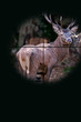 Foto: Hunting Hunting