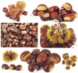 Collage di Castagne