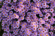 chrysanthemum