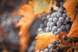 Lush, Ripe Wine Grapes with Mist Drops on the Vine - Fine Art prints