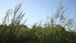 Windland 03