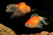 Goldfish, Fish, Aquarium Fish