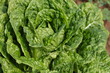 Head of Green Lettuce Head of Green Lettuce