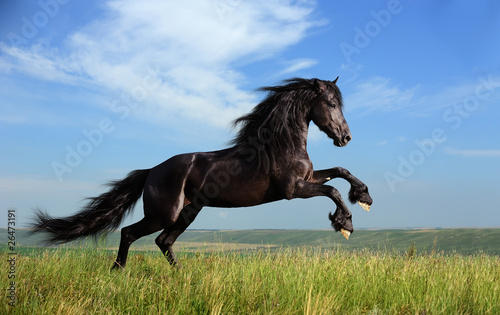 Fototapeta beautiful black horse playing on the field