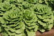 Bibb Lettuce Bibb Lettuce