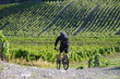 en vtt dans les vignes