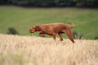 Vorstehhund auf Pirsch