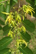 fiore di Ylang Ylang usato per la produzione di profumo fiore di Ylang Ylang usato per la produzione di profumo